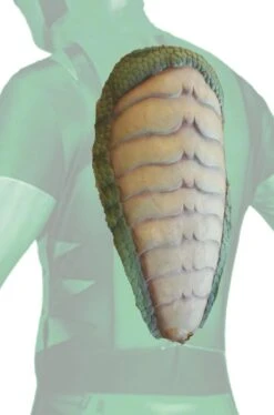 Carapace Scudo Da Tartaruga O Rettile Dinosauro In Schiuma