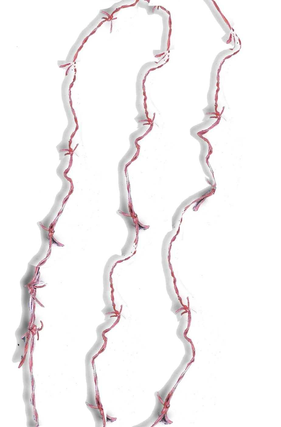 Ghirlanda Di Filo Spinato Anche Per Corona Di Spine 366cm