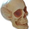 Teschio Finto Di Plastica Dimensione Naturale 19x14cm Ambrato