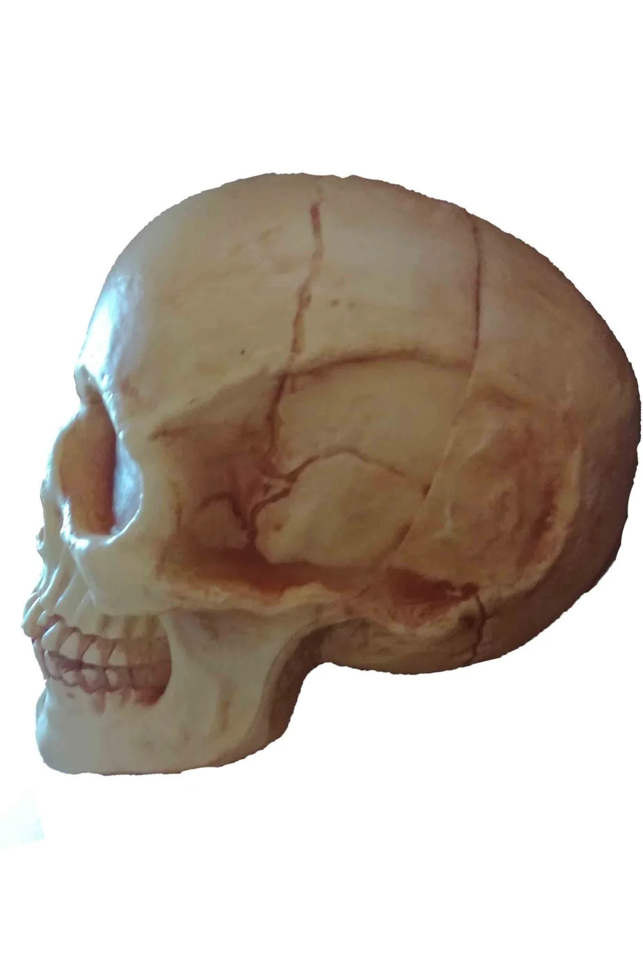 Teschio Finto Di Plastica Dimensione Naturale 19x14cm Ambrato - immagine 3