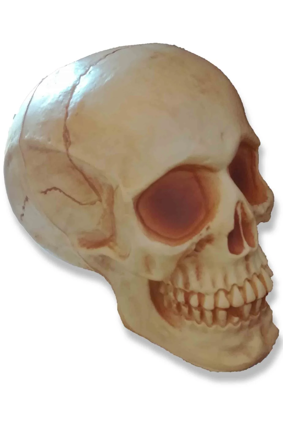 Teschio Finto Di Plastica Dimensione Naturale 19x14cm Ambrato